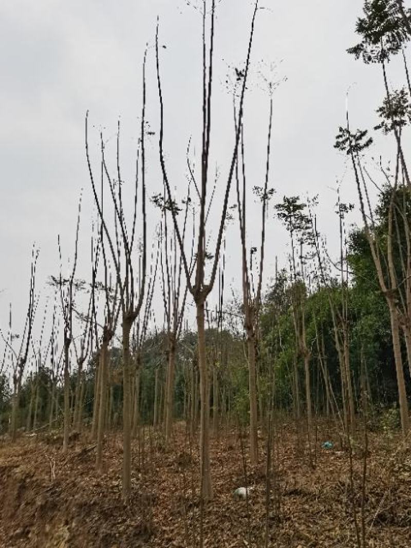 栾树10公分