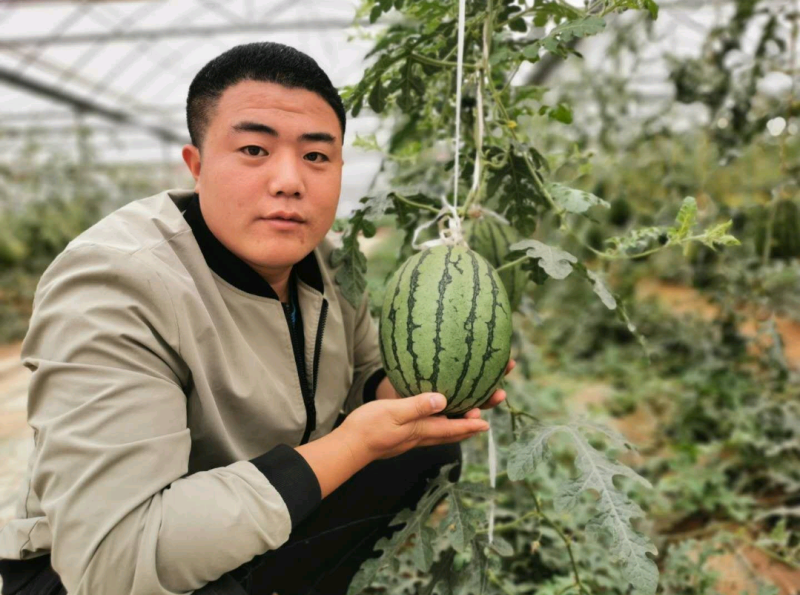 红玉礼品西瓜种子抗病抗裂含糖量高薄皮易管理耐低温高湿