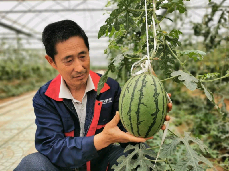红玉礼品西瓜种子抗病抗裂含糖量高薄皮易管理耐低温高湿