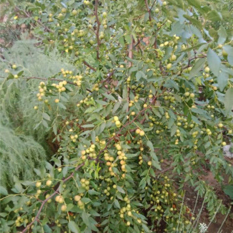 【热卖】山西枣树苗，冬枣苗，酸枣苗，苗品种齐全，现货现发