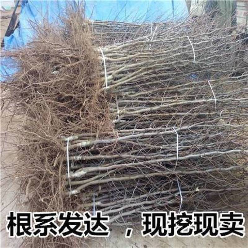 【热卖】山西枣树苗，冬枣苗，酸枣苗，苗品种齐全，现货现发