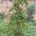 【热卖】山西枣树苗，冬枣苗，酸枣苗，苗品种齐全，现货现发