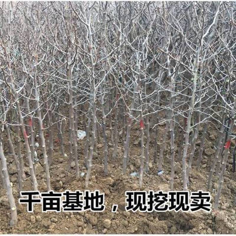 【热卖】山西枣树苗，冬枣苗，酸枣苗，苗品种齐全，现货现发