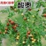 【热卖】山西枣树苗，冬枣苗，酸枣苗，苗品种齐全，现货现发
