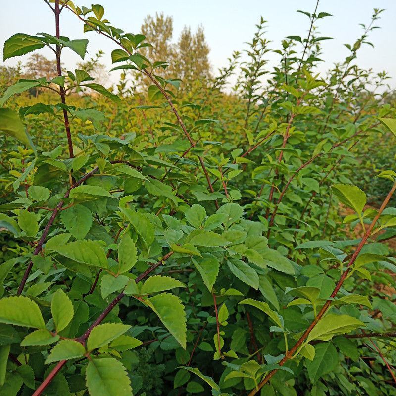 【精品】连翘苗，山西药用连翘苗，连翘苗基地直发，量大质优