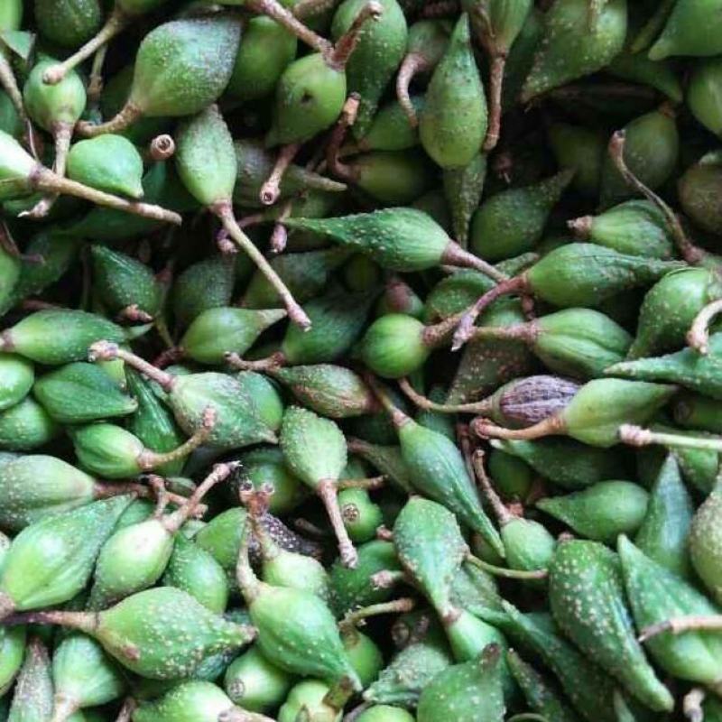 【精品】连翘苗，山西药用连翘苗，连翘苗基地直发，量大质优