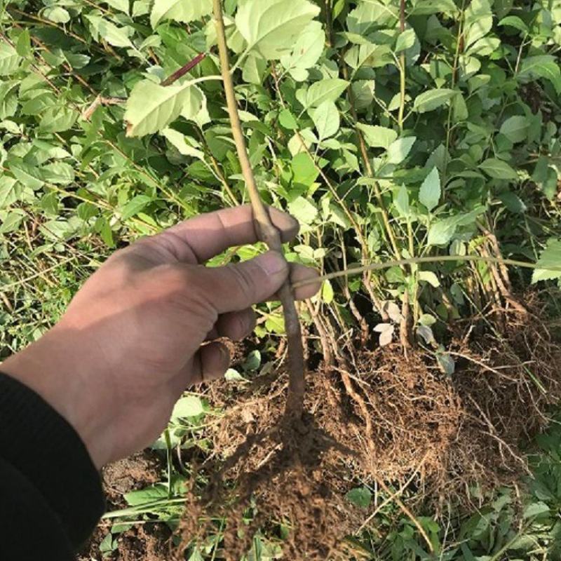 【精品】连翘苗，山西药用连翘苗，连翘苗基地直发，量大质优