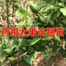 【精品】连翘苗，山西药用连翘苗，连翘苗基地直发，量大质优