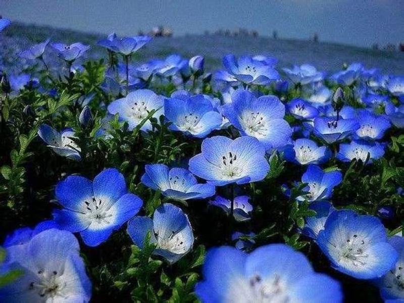 草坪草原产于北美洲，花色有红、橙、黄和蓝白相间