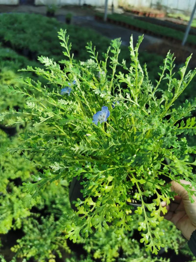 草坪草原产于北美洲，花色有红、橙、黄和蓝白相间