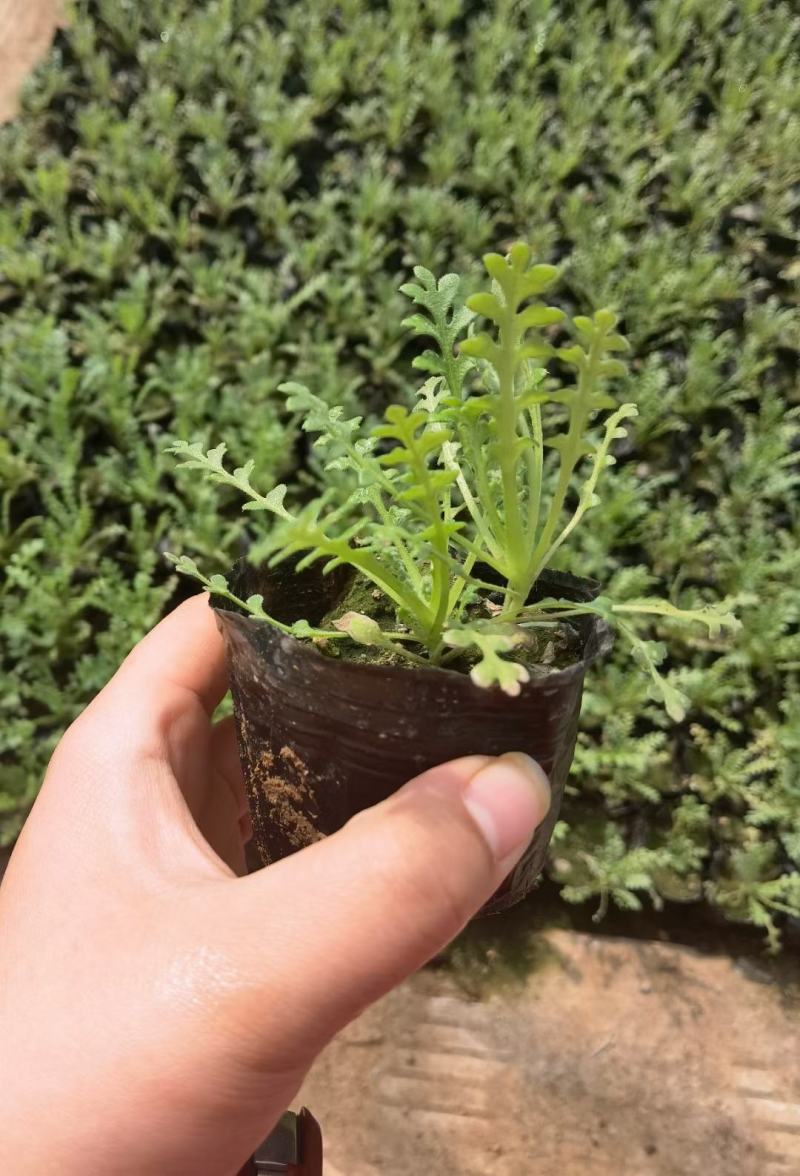 草坪草原产于北美洲，花色有红、橙、黄和蓝白相间
