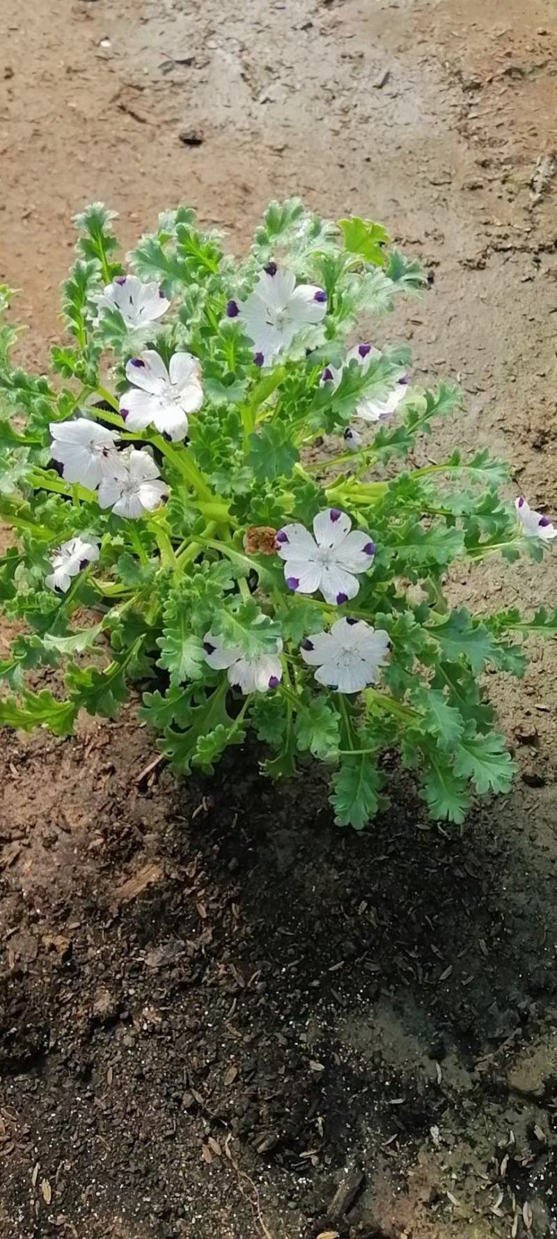 草坪草原产于北美洲，花色有红、橙、黄和蓝白相间