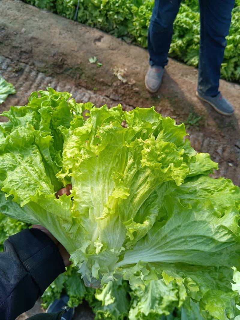 散叶生菜6两~8两可视频或者实地看货种植规模大