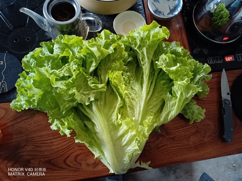散叶生菜6两~8两可视频或者实地看货种植规模大