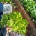 散叶生菜6两~8两可视频或者实地看货种植规模大
