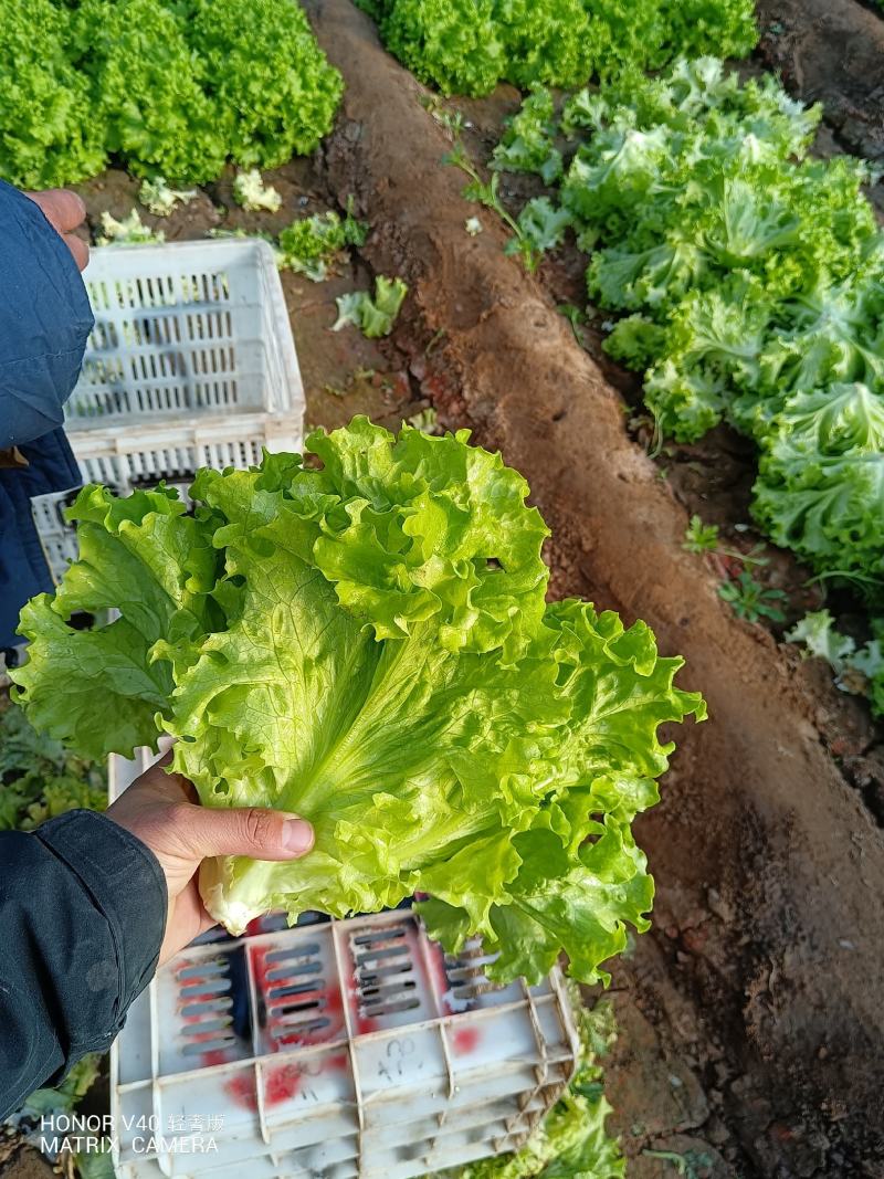 散叶生菜6两~8两可视频或者实地看货种植规模大