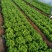 散叶生菜6两~8两可视频或者实地看货种植规模大
