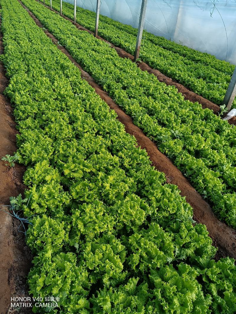 散叶生菜6两~8两可视频或者实地看货种植规模大