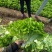 散叶生菜6两~8两可视频或者实地看货种植规模大