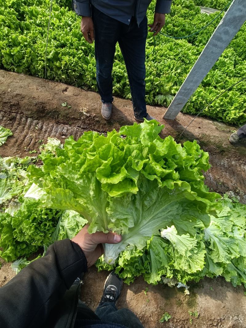 散叶生菜6两~8两可视频或者实地看货种植规模大