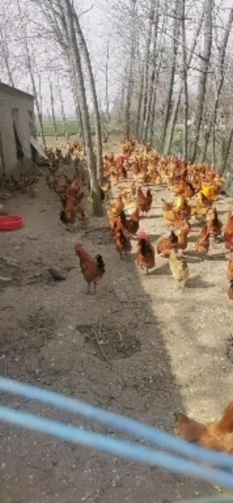 江苏淮安树林散养鸡，全程喂玉米，包品质正宗土鸡，土鸡蛋。