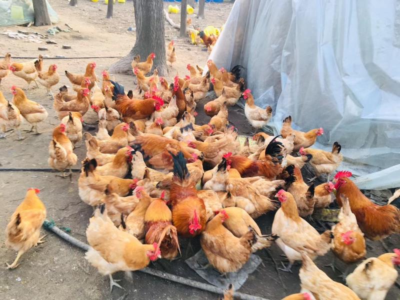 江苏淮安树林散养鸡，全程喂玉米，包品质正宗土鸡，土鸡蛋。