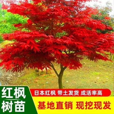 红枫日本红枫红舞姬四季中国红枫地栽盆景庭院绿化