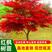 红枫日本红枫红舞姬四季中国红枫地栽盆景庭院绿化