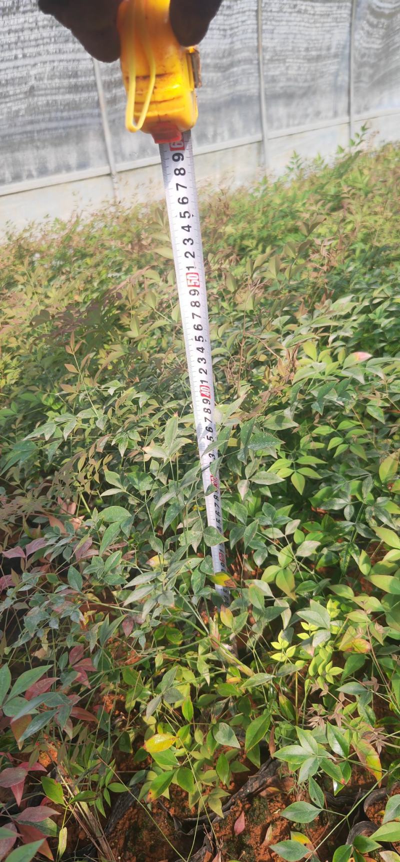 16杯南天竹，用10杯来翻袋的！冠幅好，不掉脚！