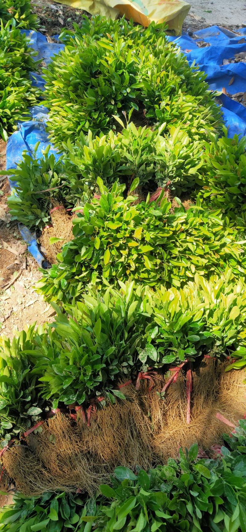 土柠檬(嫁接茶枝柑专用贴木)苗30cm以下