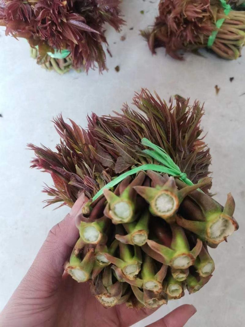 香椿芽露天香椿芽大量出售新泰市放城镇马家寨子，预售中