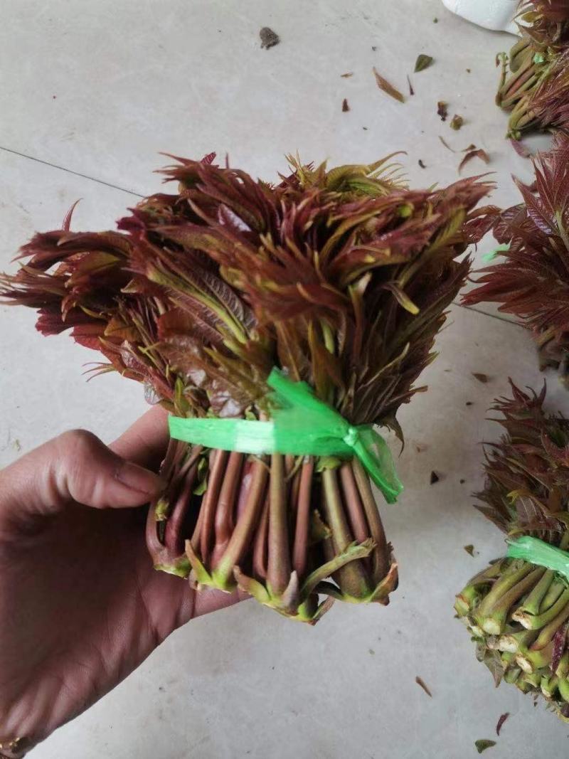香椿芽露天香椿芽大量出售新泰市放城镇马家寨子，预售中