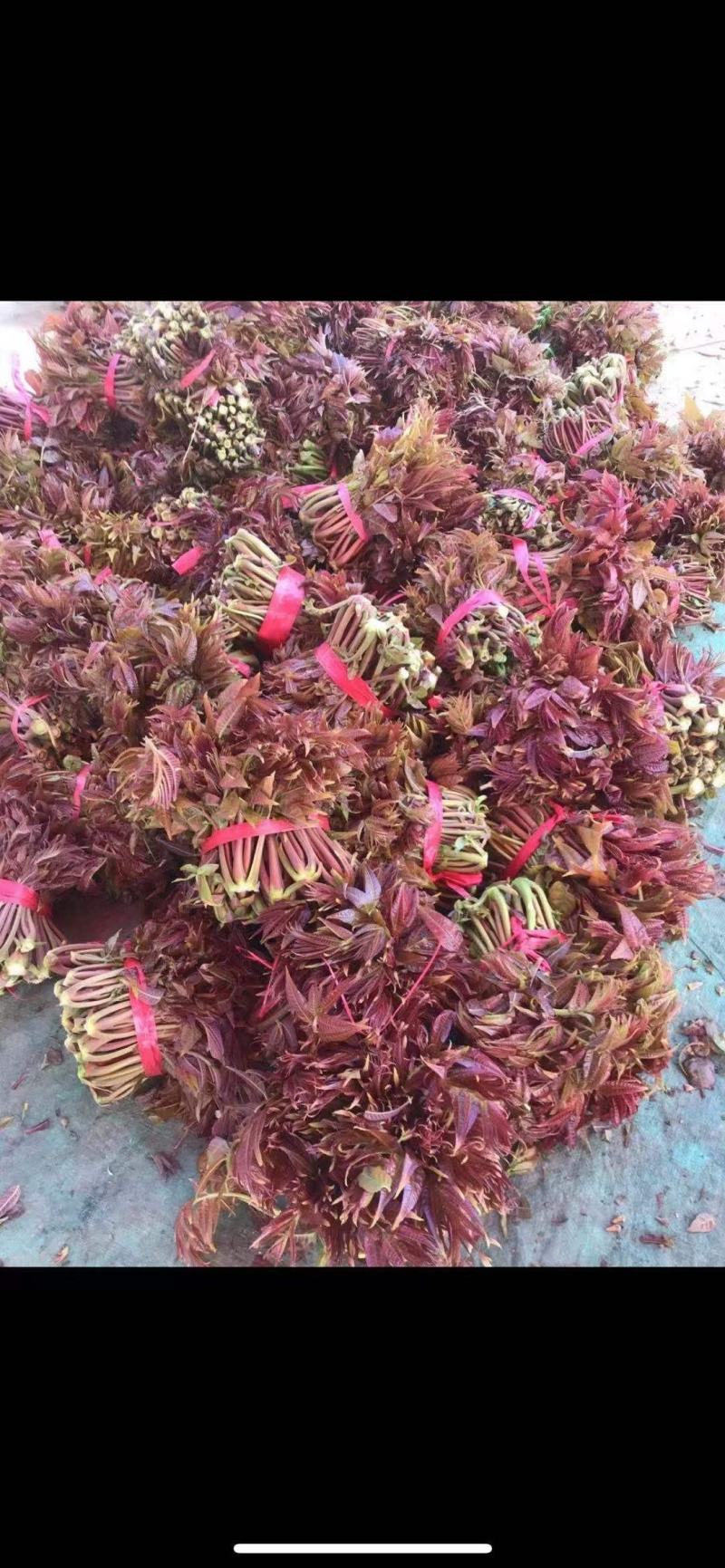 香椿芽露天香椿芽大量出售新泰市放城镇马家寨子，预售中