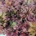 香椿芽露天香椿芽大量出售新泰市放城镇马家寨子，预售中