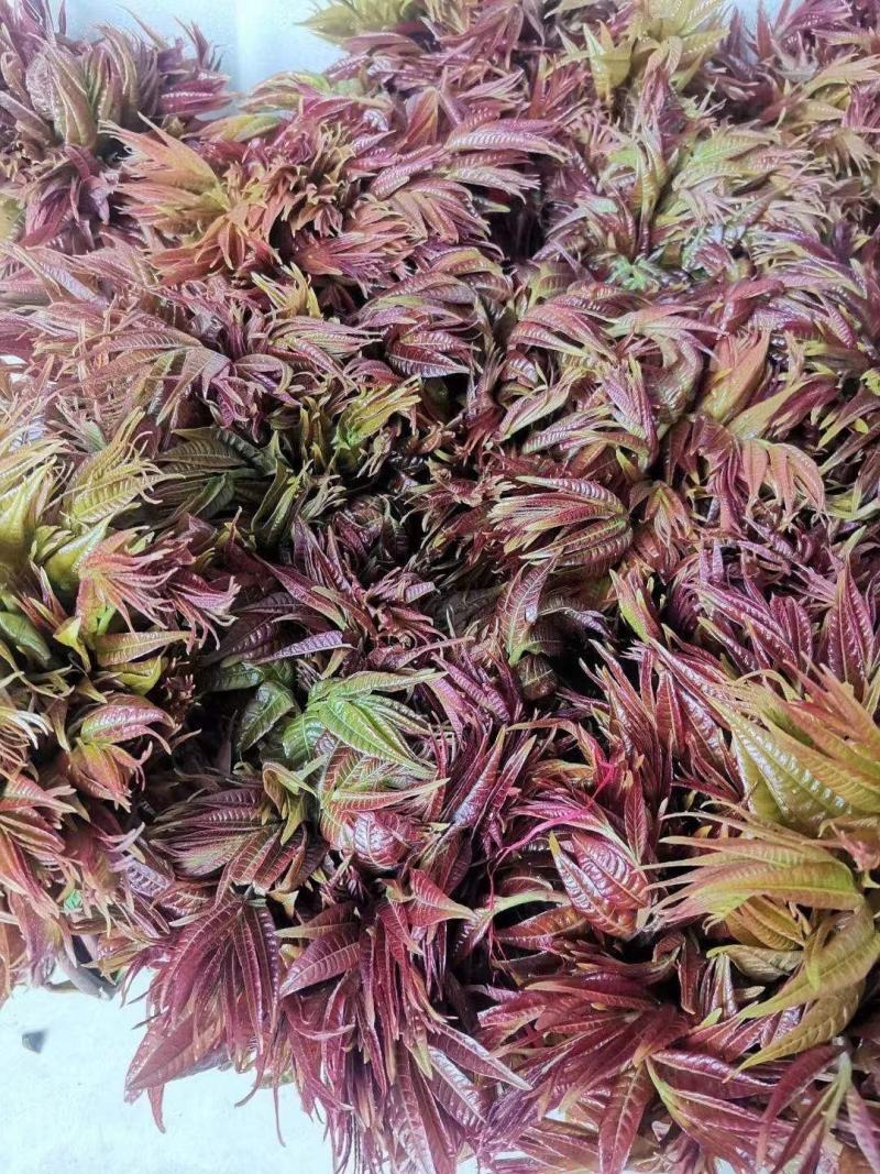 香椿芽露天香椿芽大量出售新泰市放城镇马家寨子，预售中