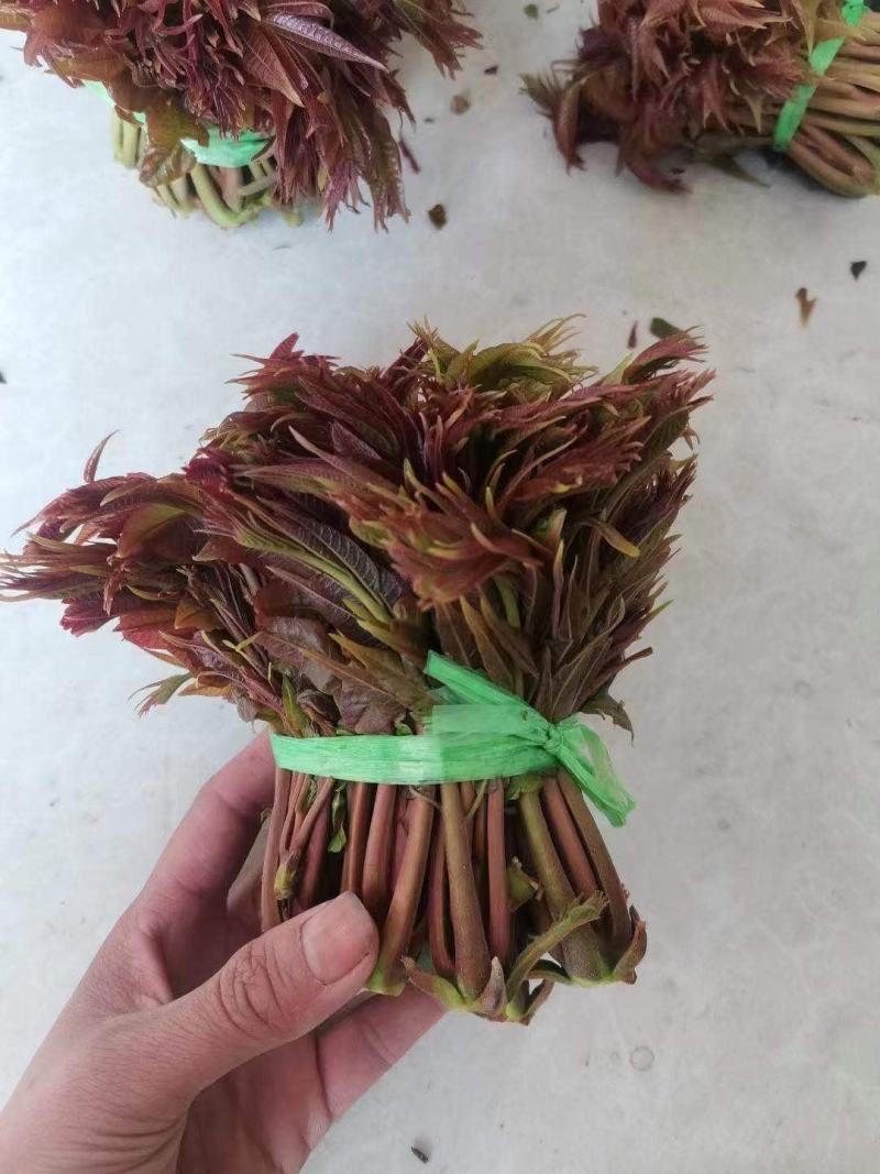 香椿芽露天香椿芽大量出售新泰市放城镇马家寨子，预售中