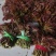 香椿芽露天香椿芽大量出售新泰市放城镇马家寨子，预售中