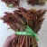 香椿芽露天香椿芽大量出售新泰市放城镇马家寨子，预售中