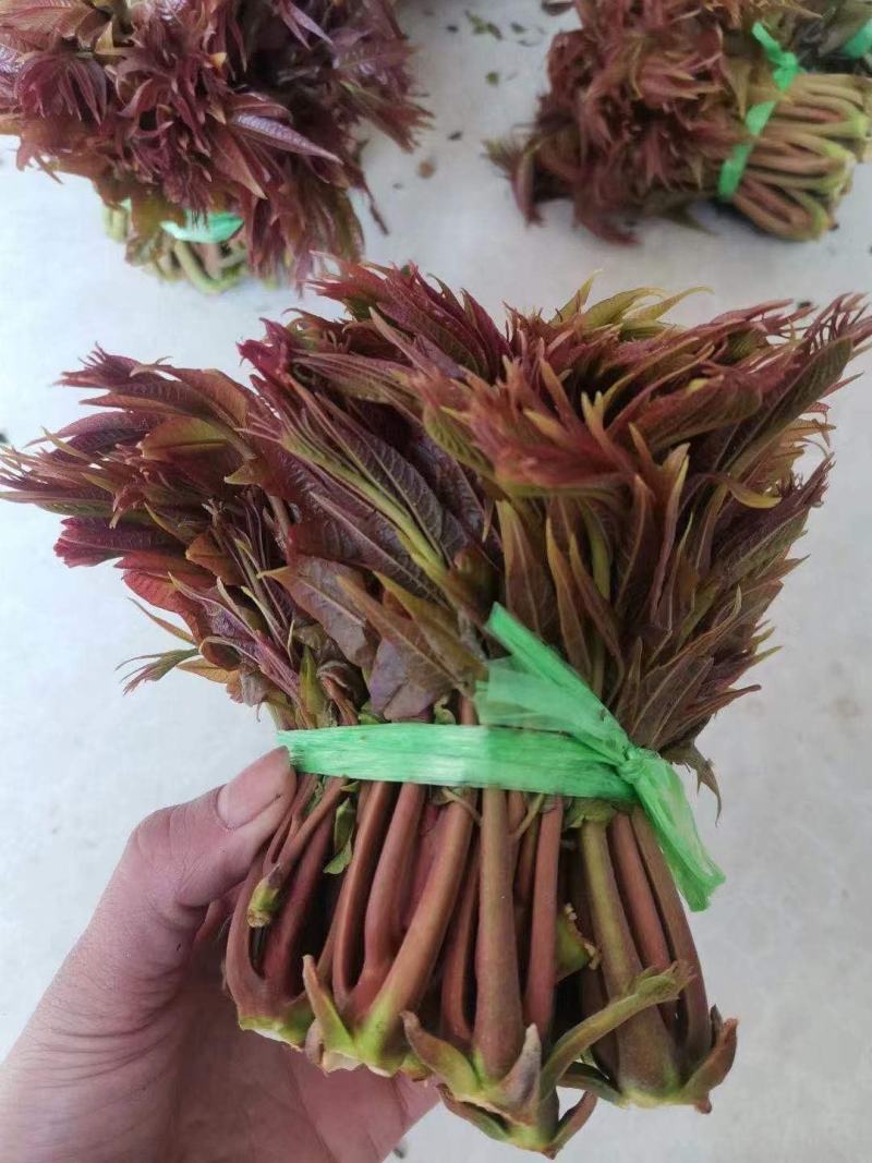香椿芽露天香椿芽大量出售新泰市放城镇马家寨子，预售中