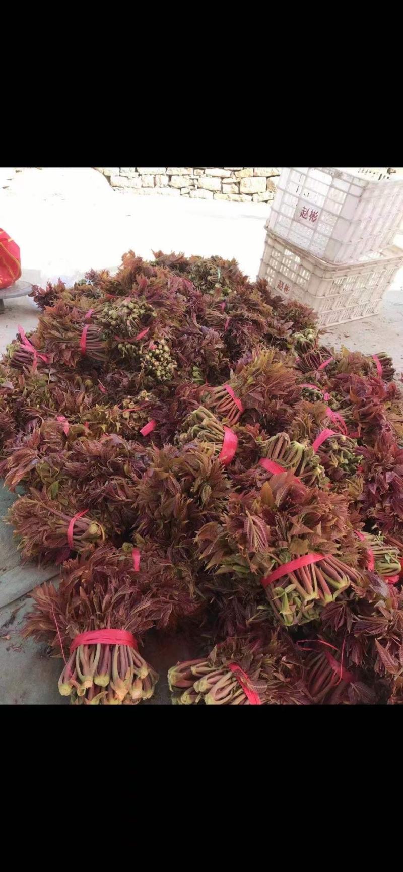 香椿芽露天香椿芽大量出售新泰市放城镇马家寨子，预售中