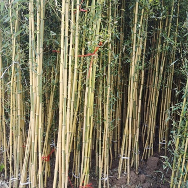 隆重推出几个不同品种不同规格的绿化竹苗苗