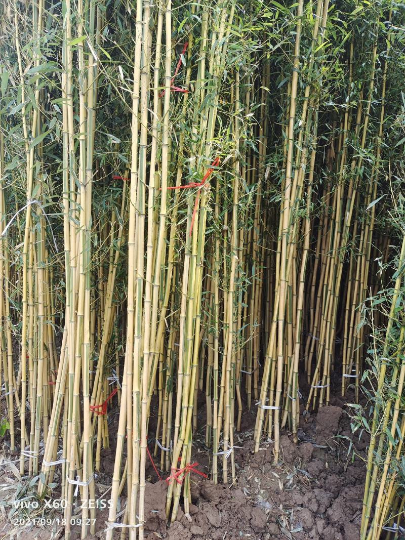 隆重推出几个不同品种不同规格的绿化竹苗苗