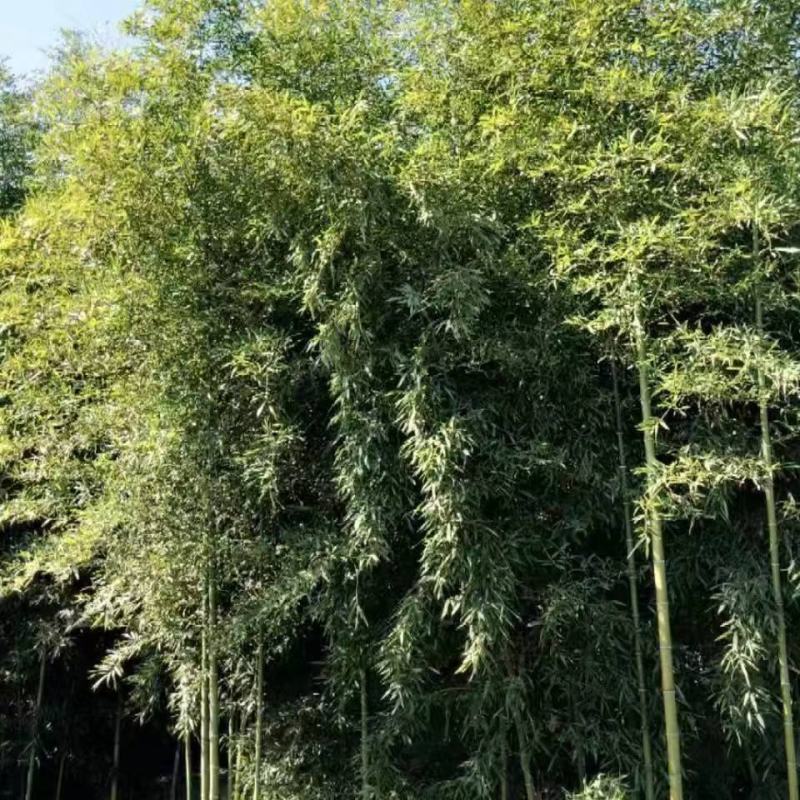 隆重推出几个不同品种不同规格的绿化竹苗苗