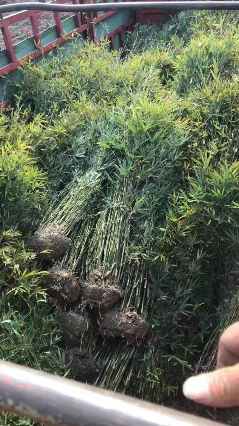 隆重推出几个不同品种不同规格的绿化竹苗苗