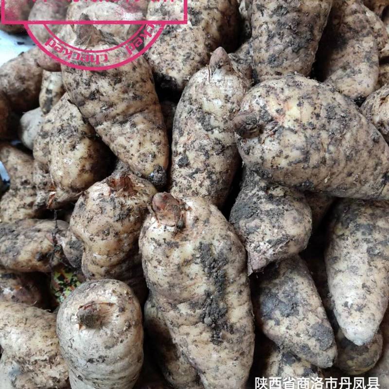 短支甜味秦岭高山新鲜天麻合作社自产自销，质优价廉