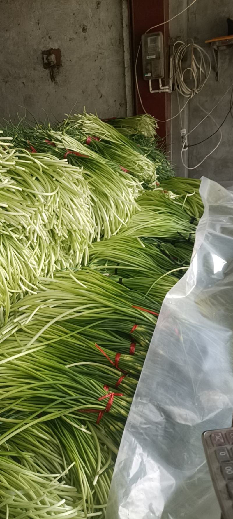 优质精品蒜薹60-65cm