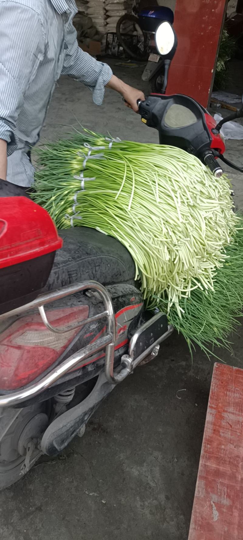 优质精品蒜薹60-65cm