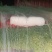 优质精品蒜薹60-65cm