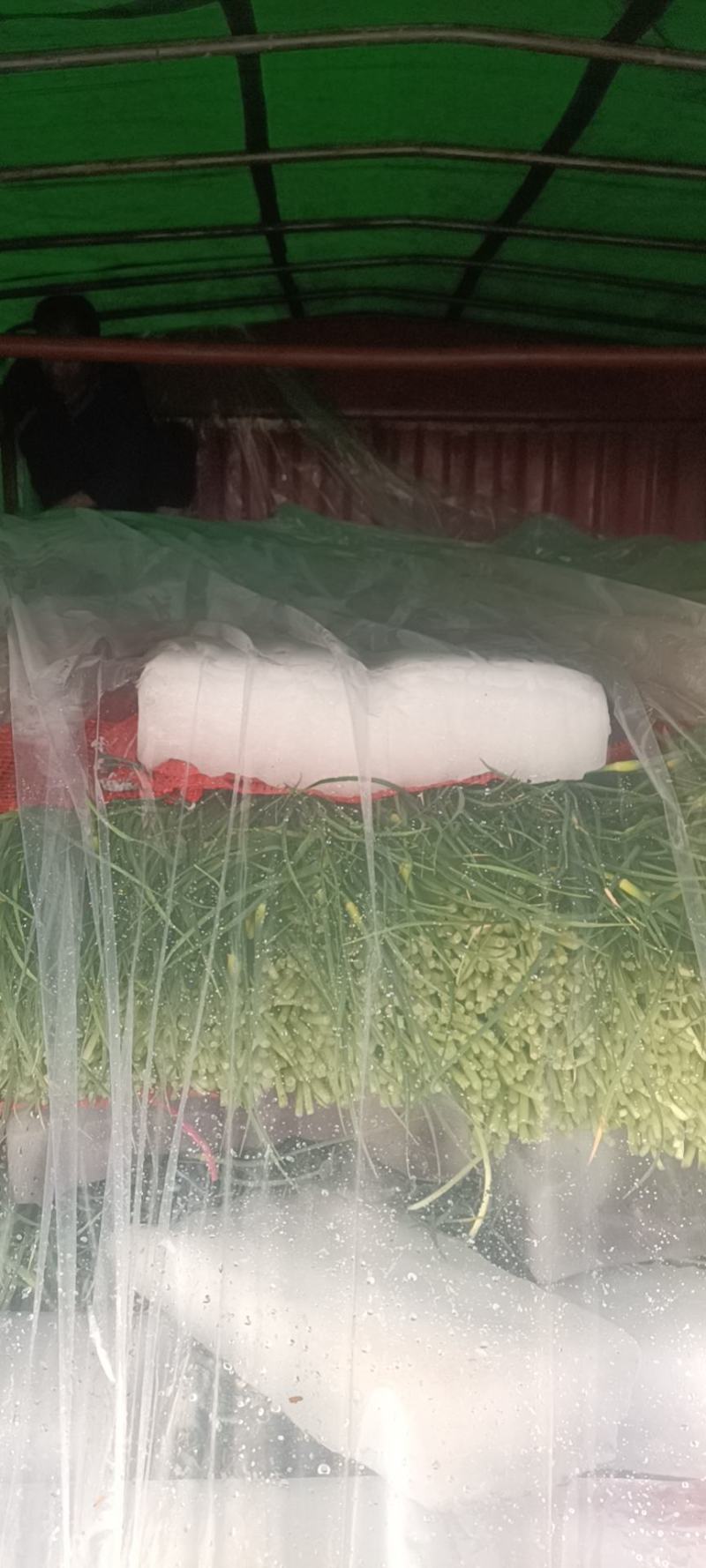 优质精品蒜薹60-65cm