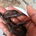 土塘鲺苗滑哥三黄土塘鲺品种有大小规格基地直销欢迎选购
